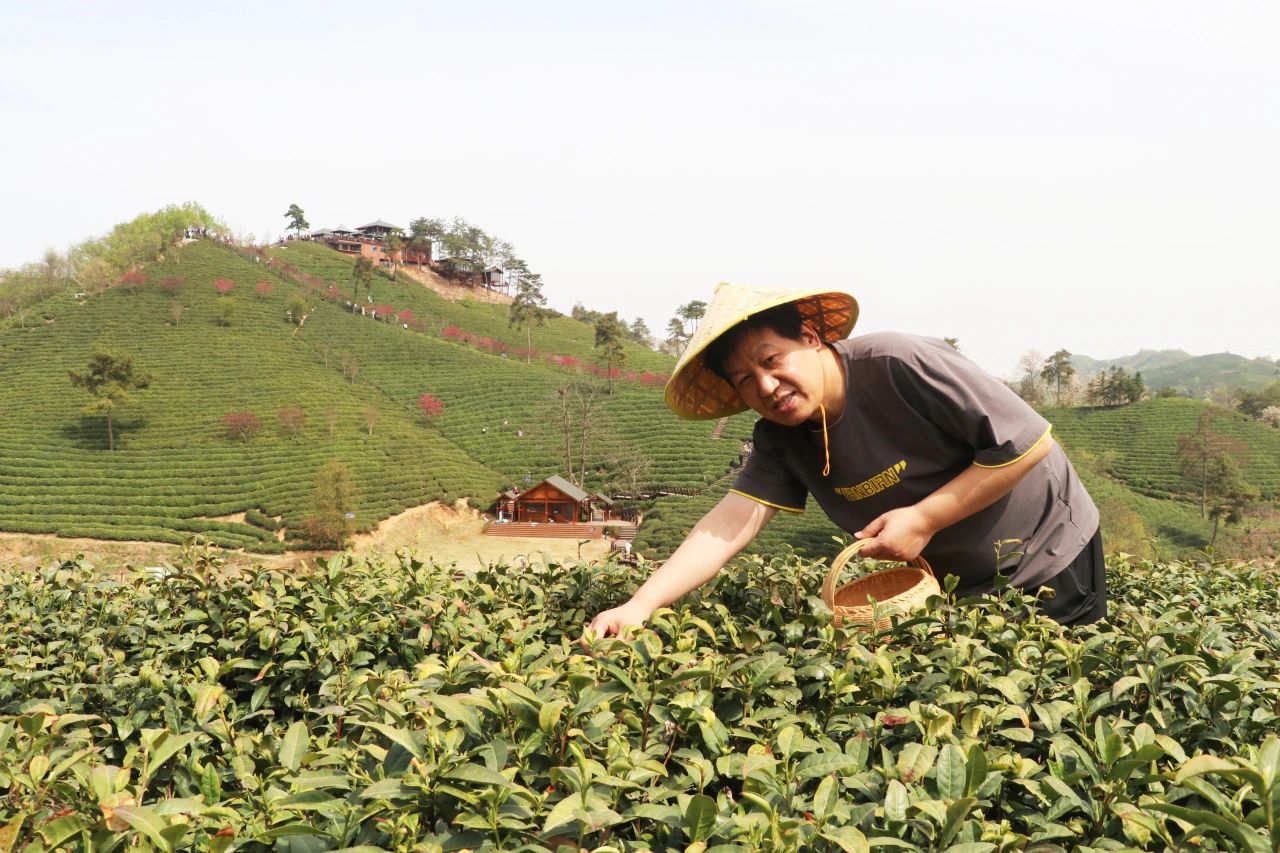 茶山采春意，匠心致臻礼 | 领航团队春日茶旅纪行
